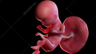 A human fetus week 15