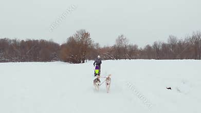 Huskies run in the winter in harness through the snow and drive a woman in a sleigh behind him