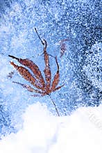 Leaf and Bubbles Frozen in Ice