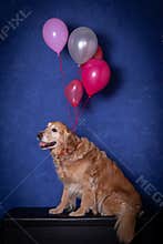 Happy golden retrievr dog  sitting with coloured balloons, blue background