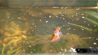 Feeding goldfish in the aquarium at home. Fish rock and plants in the background.