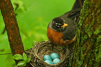 Robin