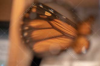 Monarch Butterfly Under Magnifying Glass