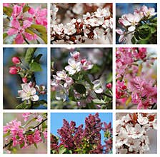 Spring season - nature collage with flowers