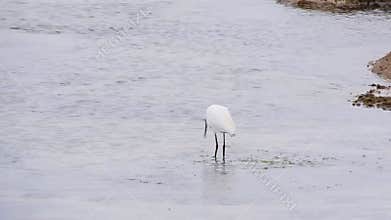 little egret fishing and eating fish in Galicia sea Egretta garzetta