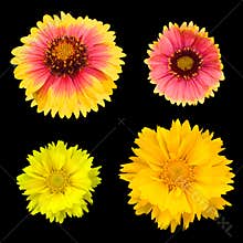 Chrysanthemum collection