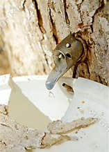 Sap Dripping Out of a Tap on a Maple Tree