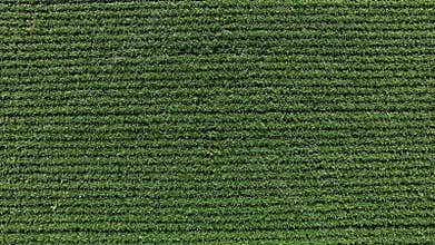 Soy field plantation aerial view