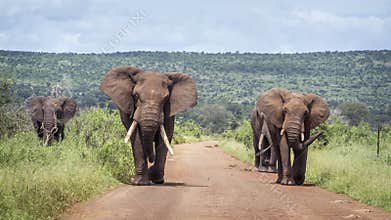 African bush elephant in Kruger National park, South Africa