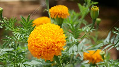 Yellow flowers in Summer
