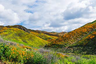 Walker Canyon in Lake Elsinore California during the superbloom of poppies wildflowers