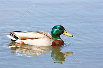 Mallard Duck