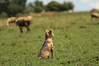 Cute little puppy watching the sheep for the first time