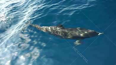 Dolphin swimming in the pacific ocean of costa rica