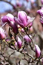 Pink Magnolia tree blooming