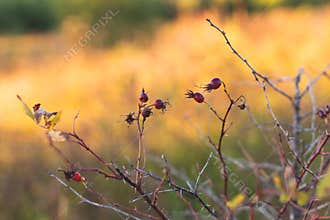 Close-up of dogrose berries in fall. Dog rose fruits or Rosa canina. Wild rosehips in nature background at sunset