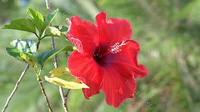 Red hibiscus flowers on tree