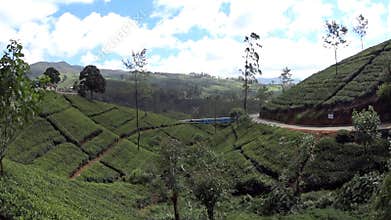 Sri Lanka tea plantations