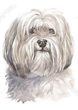 Water colour painting, white dog, Shih Tzu 065
