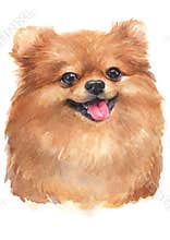 Water colour painting of Pomeranian [Puppy] 074