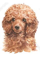 Water colour painting of Poodle 082