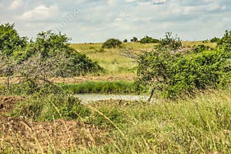 Landscape of generic vegetation in the wild