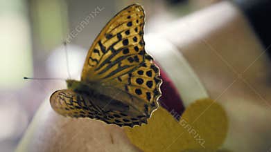 Butterfly sitting on a woman`s shoulder and waving its wings
