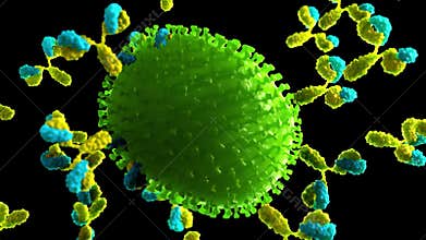 Antibodies attacking a virus