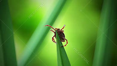 A tick