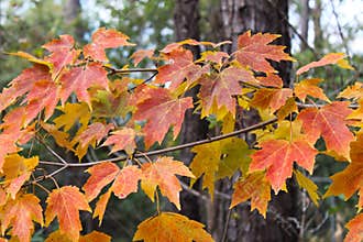 Autumn in Florida