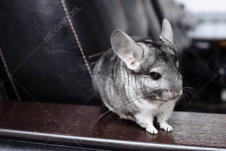 Gray chinchilla looking at you. Pretty pet