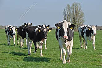 Dutch cows in morning sun