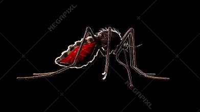 A mosquito