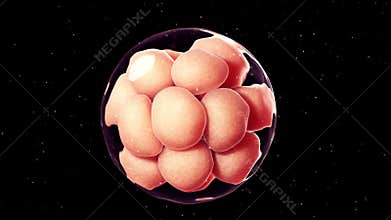 16 cell stage embryo