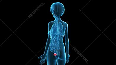 An older woman´s bladder