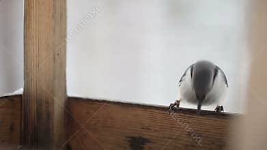 Nuthatch on the bird`s feeding trough. Winter forest