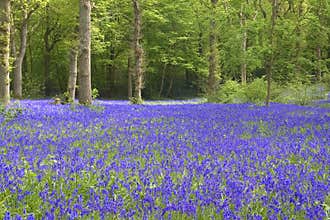 Bluebell view