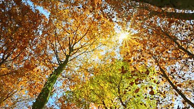 Sunlit treetops and falling autumn leaves