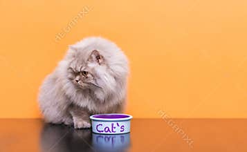 Portrait of a fluffy cat that eats pet food on a orange background