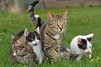 Kittens and mother.