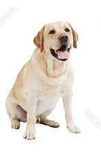 Yellow Retriever Labrador Dog