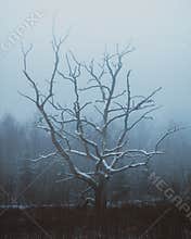 A Frozen Old Tree in North Zealand, Denmark