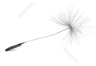 Dandelion seed