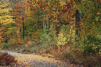 Vibrant fall colors light up New Hampshire`s backroads