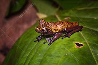 Tropical tree frog Hypsiboas geographicus, an exotic amphibian animal