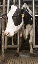 Milk Cow in Milking Stall inside Dairy Farm Barn