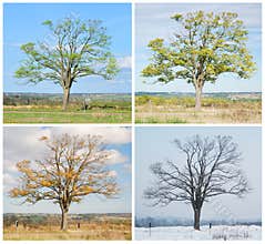 Four seasons tree