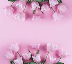 Bouquet of pink tulips flowers on pink background. Waiting for spring. Card for Mothers day, 8 March, Happy Easter. Greeting card