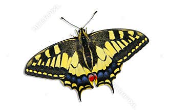 Papilio Machaon (Papilionidae) - Swallotail