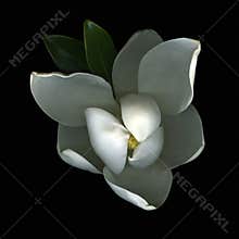 White Magnolia Blossom